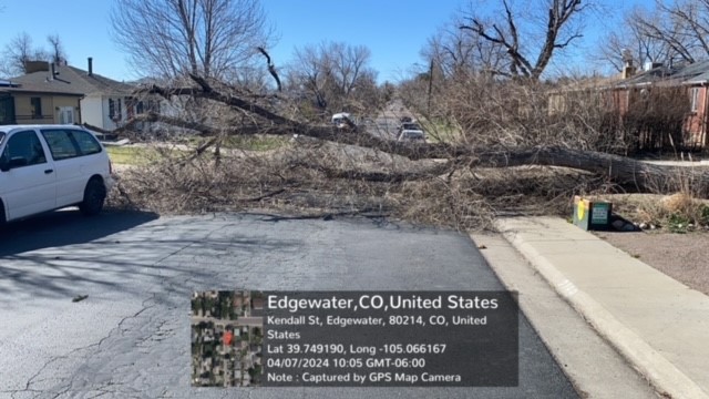 Broken Limbs and Trees