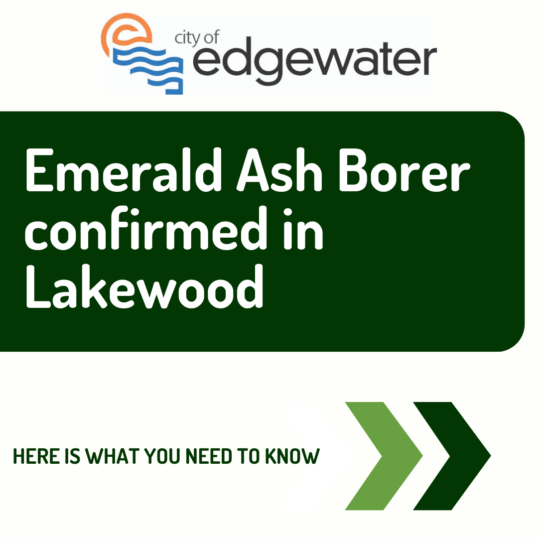 Text Image Emerald Ash Borer confirmed in Lakewood